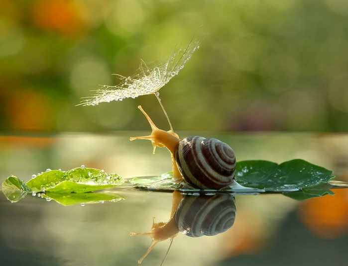 unseen-world-and-beauty-of-snails-by-vyacheslav-mischenko-10.jpg