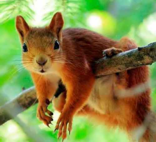 Pretty-squirrel.jpg