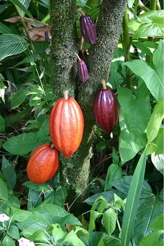 cacao-tree-with-fruit-pods.jpg