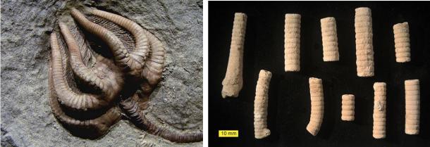 fossilized-remains-of-crinoids.jpg