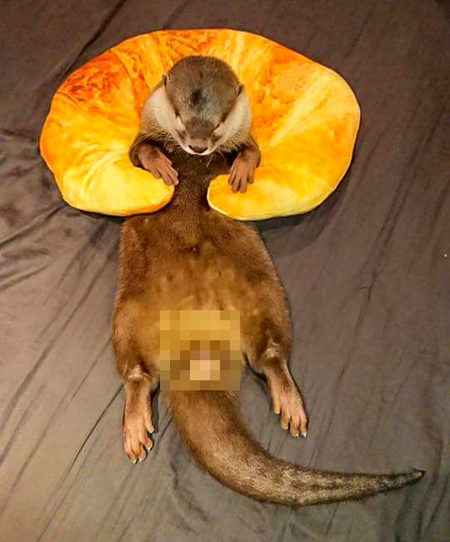 Otter-Passed-Out.jpg