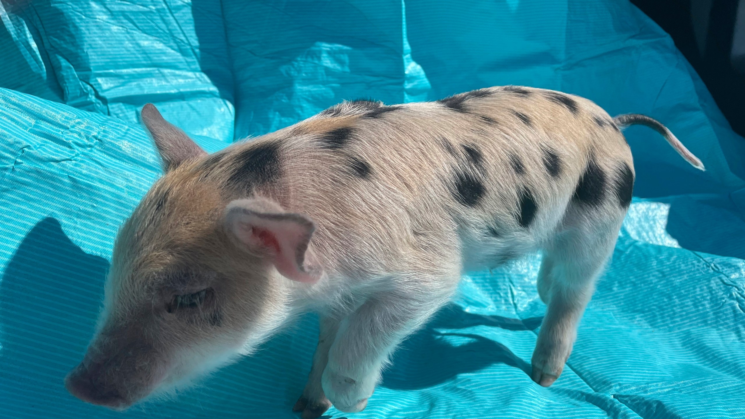 This photo provided by the St. Paul Saints shows a pig named Ozempig on Thursday, March 28, at a farm in Wisconsin. Some people have criticized the Minnesota team's decision to name the pig after the weight loss drug Ozempic, saying the play on words belittles people who are overweight. (St. Paul Saints Baseball via AP)