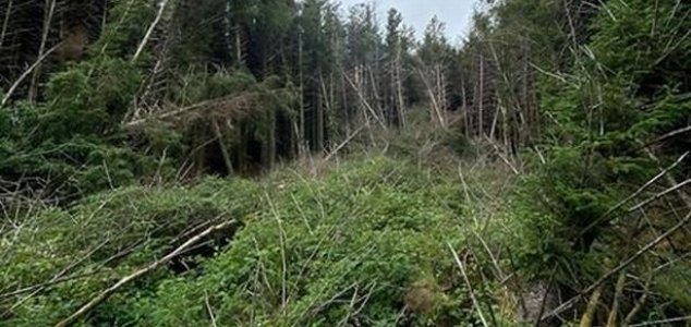 news-forest-crash-site.jpg