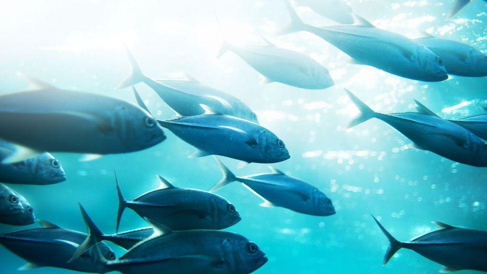 Larger fish such as tuna may be more adversely affected by falling oxygen levels (Credit: Getty Images)