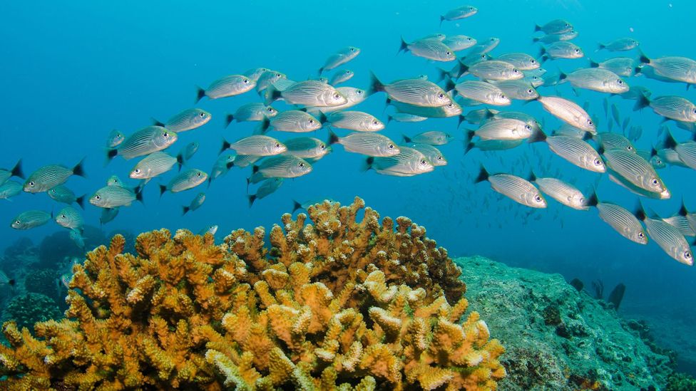 Fish in warmer waters have a higher metabolism and need more oxygen (Credit: Getty Images)