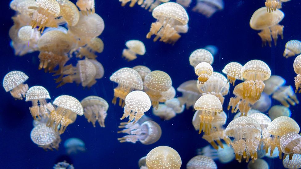 As oxygen levels fall, jellyfish are expected to increase in number, scientists say (Credit: Getty Images)