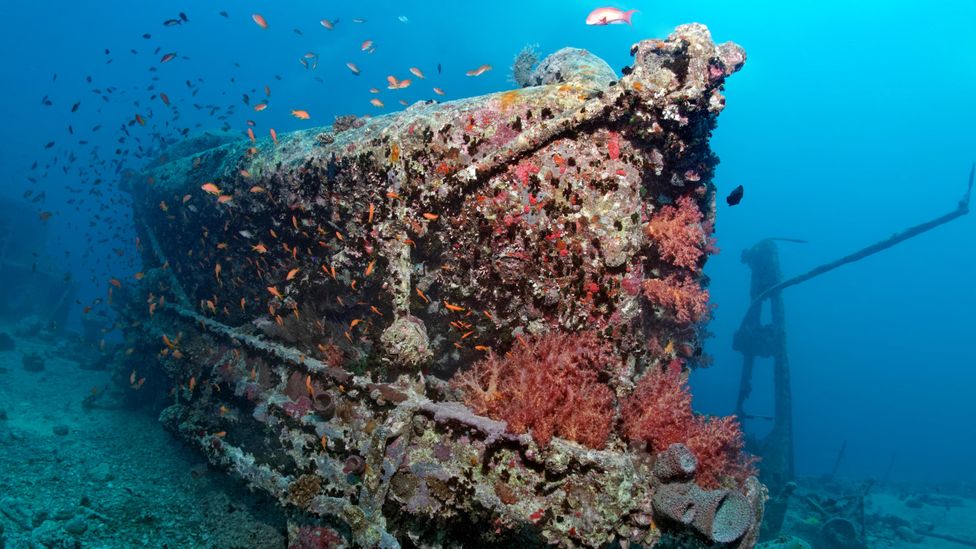 The shipwreck of the SS Thistlegorm in the Red Sea, Egypt (Credit: Alamy)